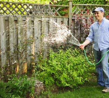 Essential Home Gardening Tips