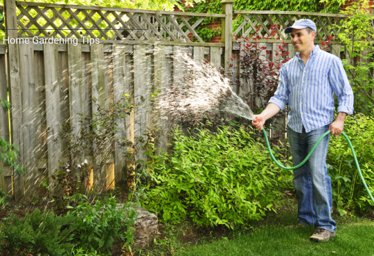 Essential Home Gardening Tips
